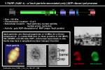 V PARP (PARP-4) : a Vault particle-associated poly (ADP-ribose) polymerase - slide 1