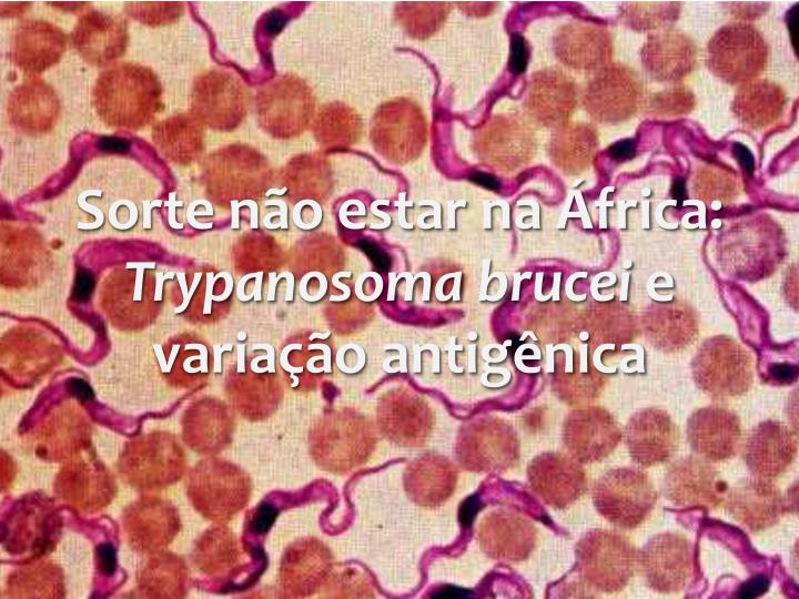 sorte n o estar na frica trypanosoma brucei e varia o antig nica