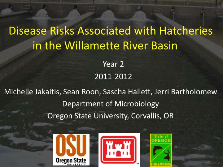 disease risks associated with hatcheries in the willamette river basin