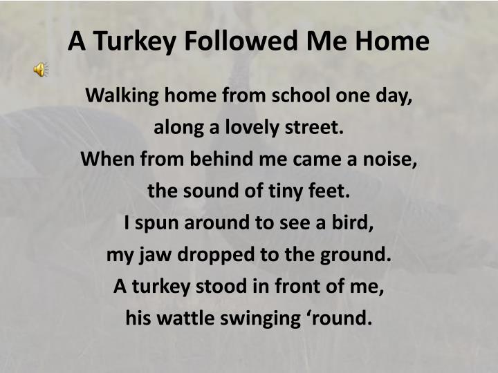 a turkey followed me home