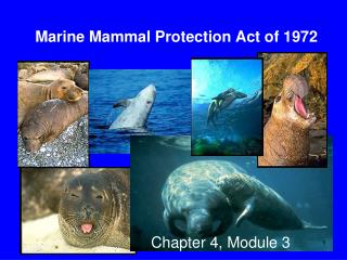 Marine Mammal Protection Act of 1972