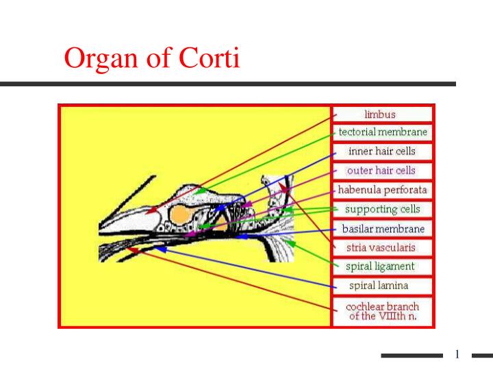 organ of corti
