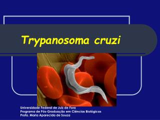 trypanosoma cruzi