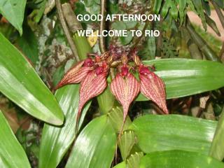 GOOD AFTERNOON WELLCOME TO RIO