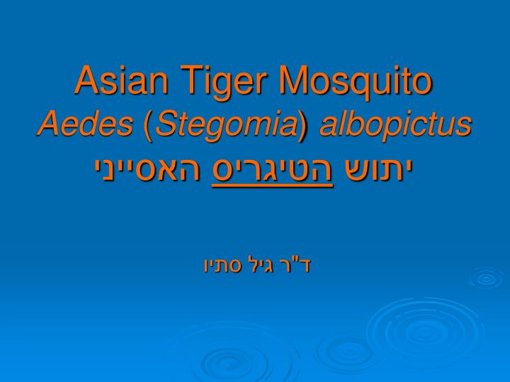 asian tiger mosquito aedes stegomia albopictus