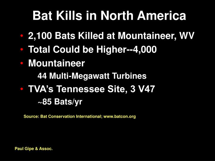 bat kills in north america