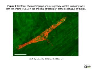 GI Motility online (May 2006) | doi:10.1038/gimo16