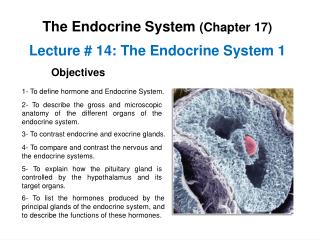 Lecture # 14: The Endocrine System 1