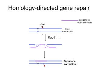 Homology-directed gene repair