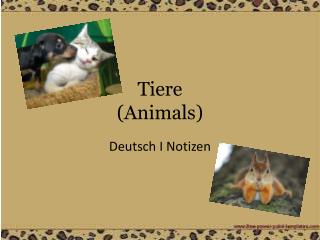 tiere animals