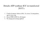 Confocal Imaging of ATP Synthase in Transfected 293T Cells: Apoptosis and Parapoptosis Analysis - slide 1