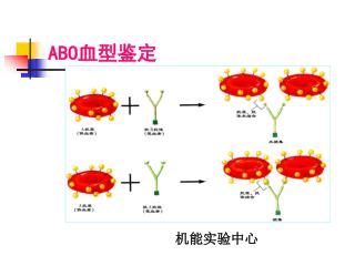 ABO 血型鉴定