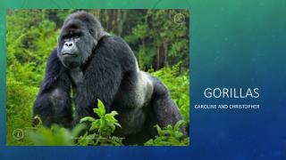 Gorillas