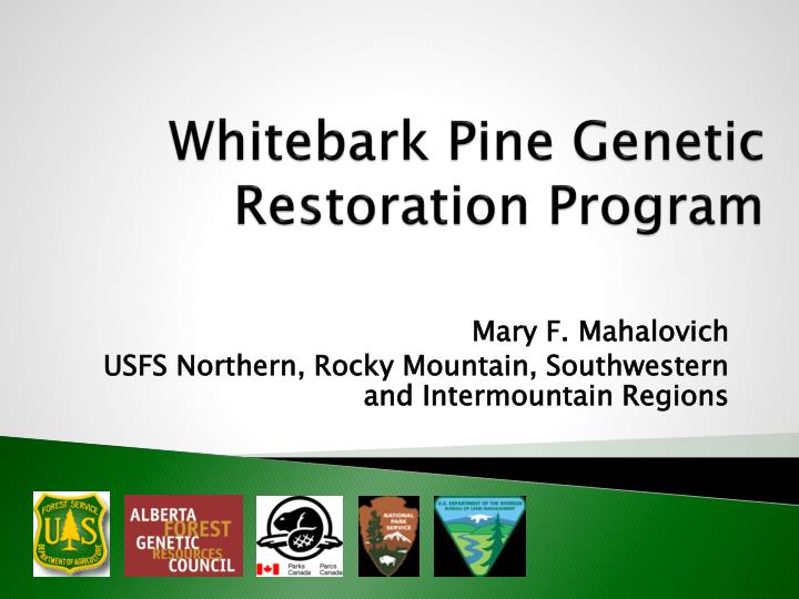 whitebark pine genetic restoration program