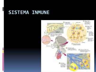 sistema inmune