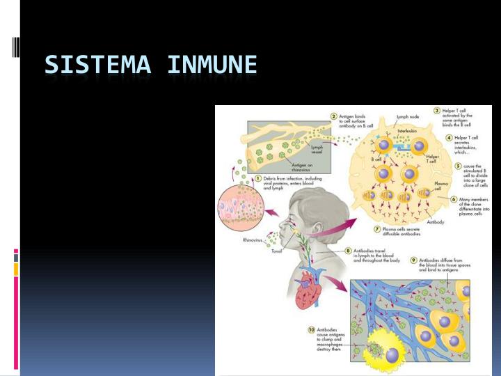 sistema inmune