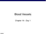 Blood Vessels