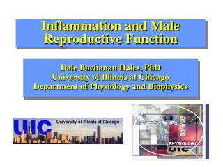 Inflammation and Male Reproductive Function