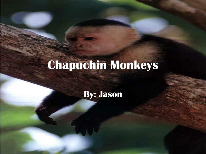 chapuchin monkeys