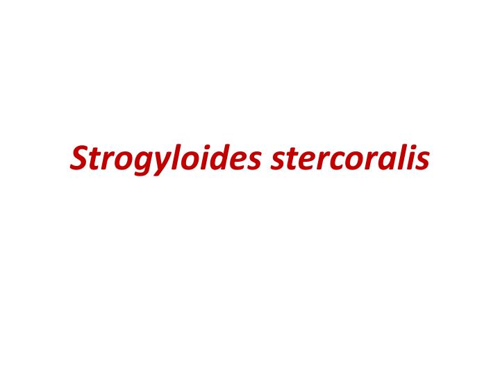 strogyloides stercoralis