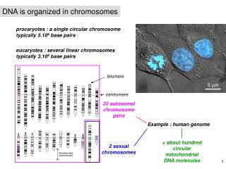 procaryotes : a single circular chromosome typically 5.10 6 base pairs