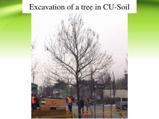 Excavation of a tree in CU-Soil