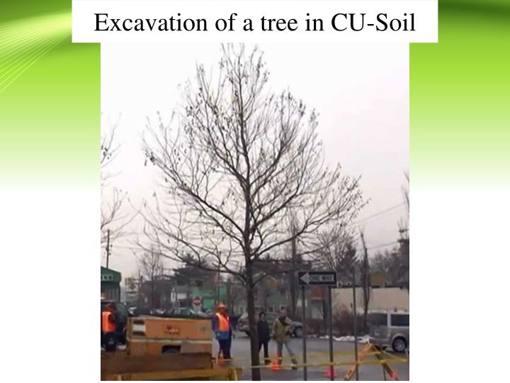 excavation of a tree in cu soil