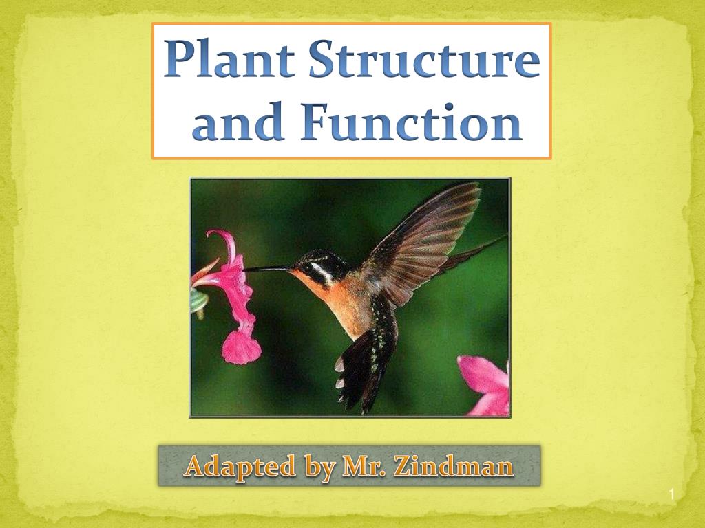 PPT - Plant Structure and Function PowerPoint Presentation, free ...