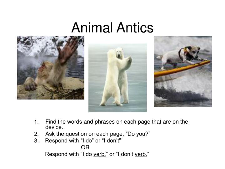 animal antics