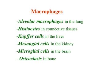 Macrophages Alveolar macrophages in the lung Histiocytes in connective tissues