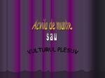 Acvila de munte - slide 1