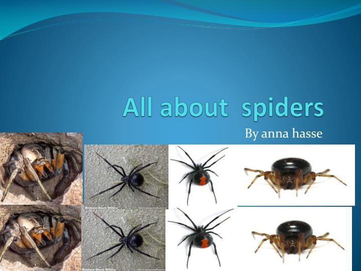 all about spiders