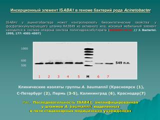 is aba1 acinetobacter