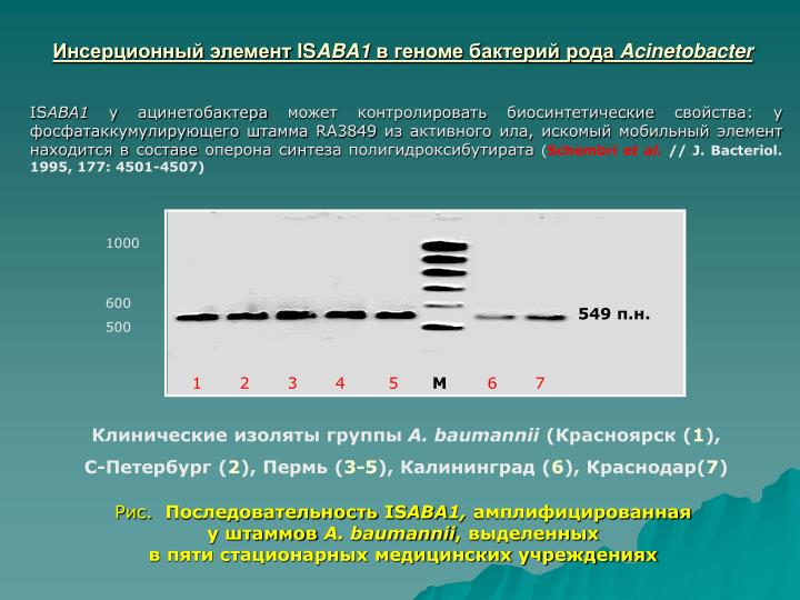 is aba1 acinetobacter