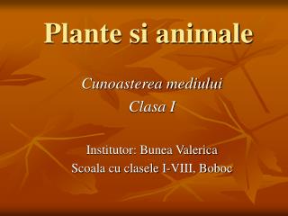 plante si animale