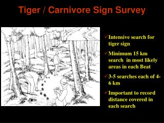 Tiger / Carnivore Sign Survey