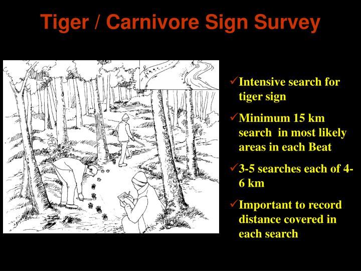 tiger carnivore sign survey