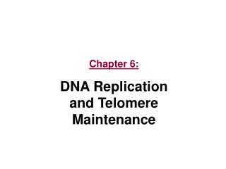 Chapter 6: DNA Replication and Telomere Maintenance