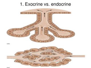 1. Exocrine vs. endocrine