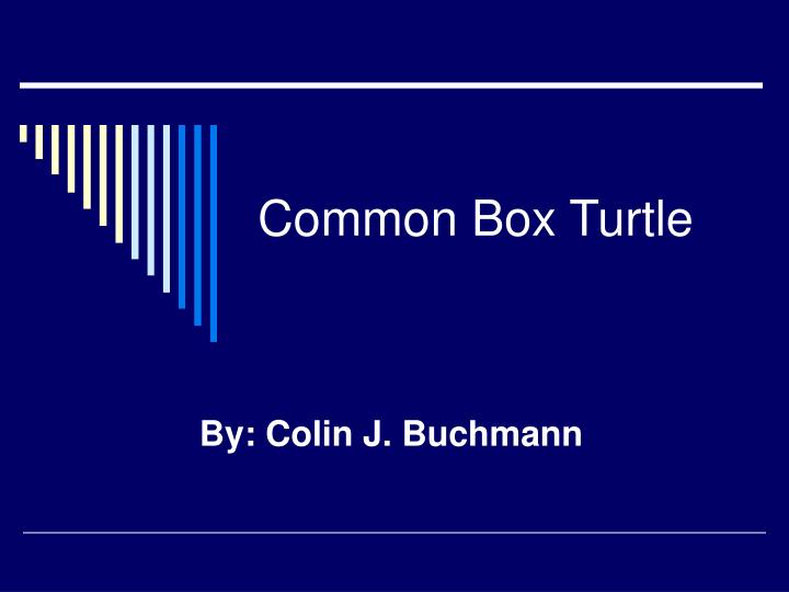 common box turtle