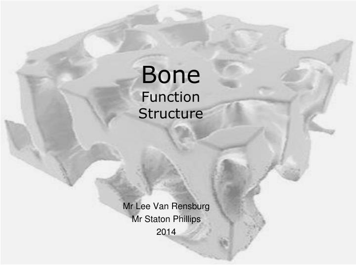 bone function structure