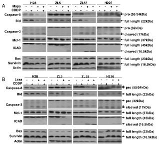 Caspase-8