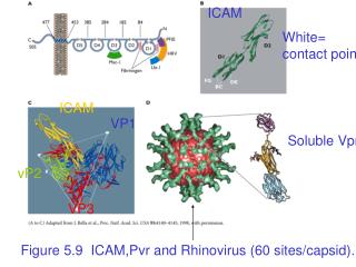 Figure 5.9 ICAM,Pvr and Rhinovirus (60 sites/capsid).