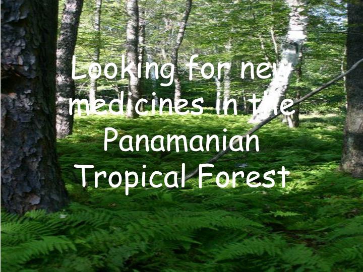 looking for new medicines in the panamanian tropical forest