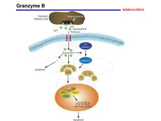 Granzyme B