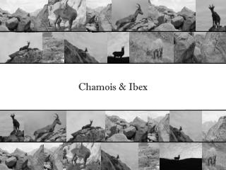 Chamois &amp; Ibex