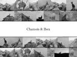 Chamois &amp; Ibex - slide 1