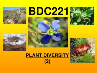 PLANT DIVERSITY (2 )