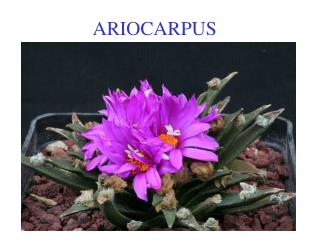 ariocarpus