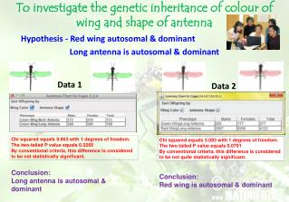 To investigate the genetic inheritance of colour of wing and shape of antenna